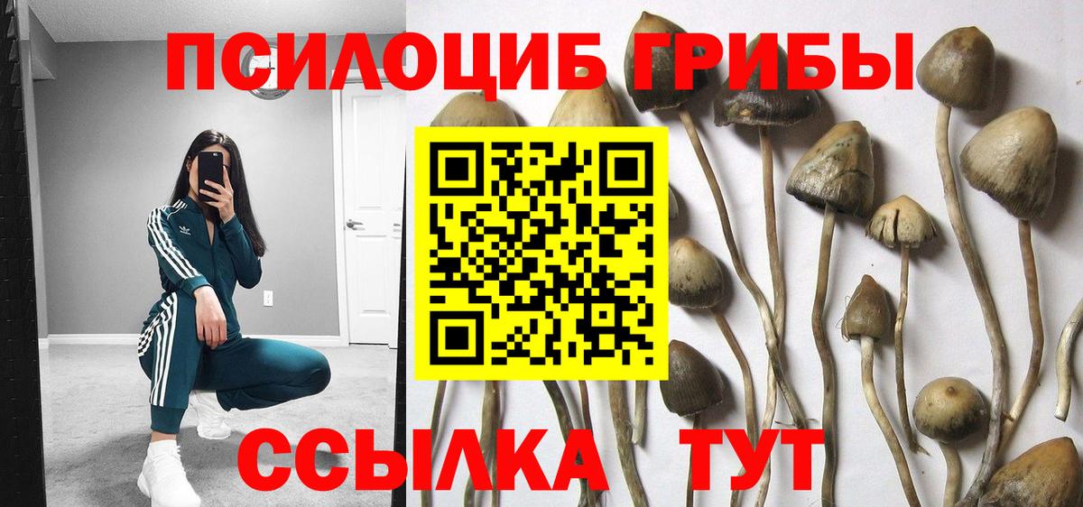 Псилоцибиновые грибы Psilocybe  Псилоцибиновые грибы Cubensis  Вход с VPN  Кириши 